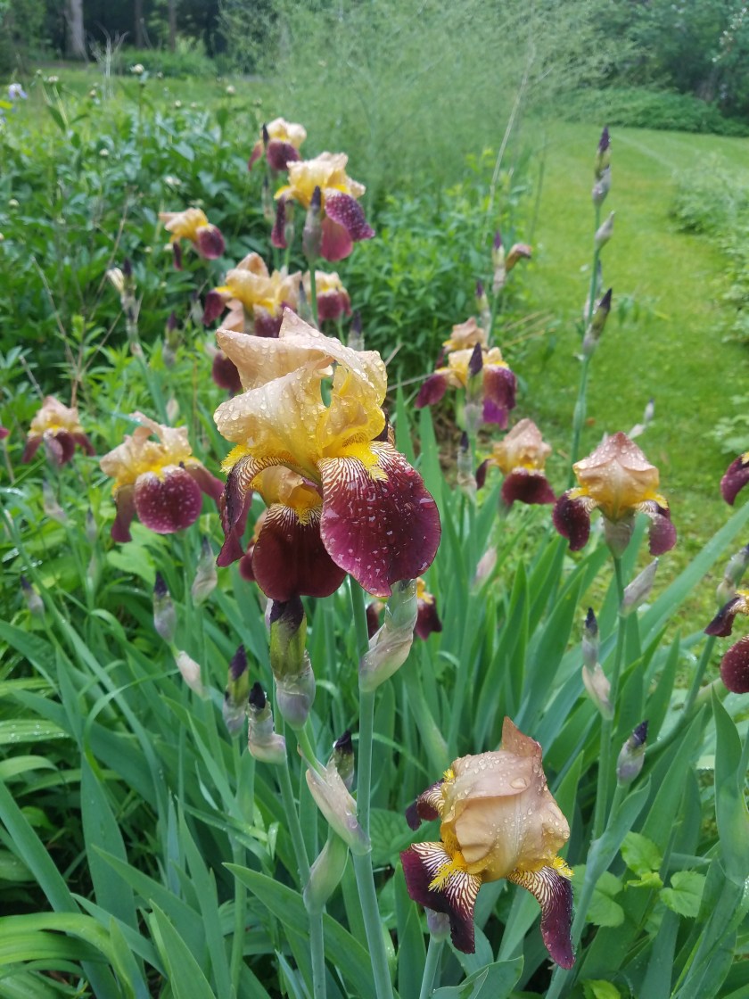 Irises after the Rain