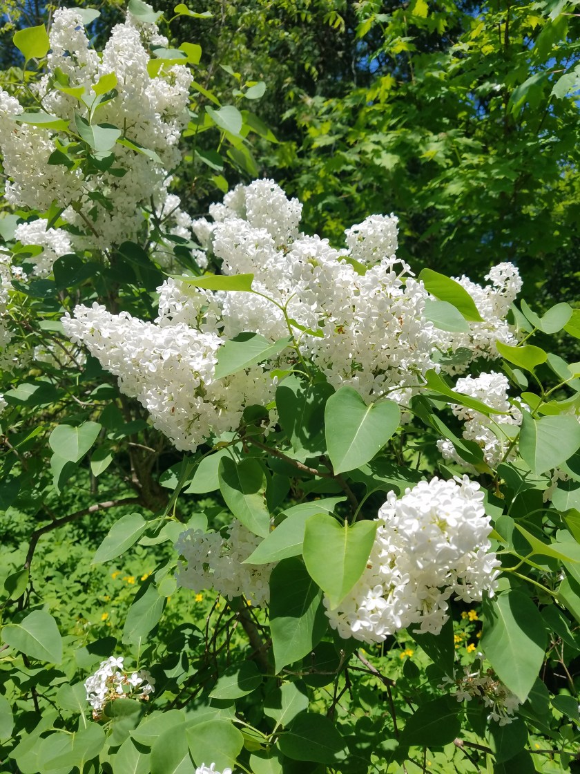 Late season Lilacs May 2018