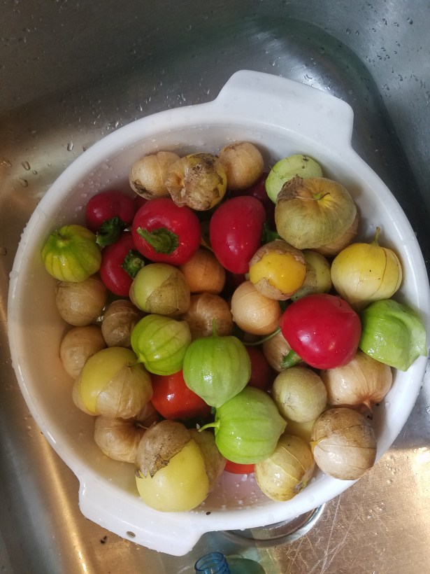 Peppers and Tomatillos 2018