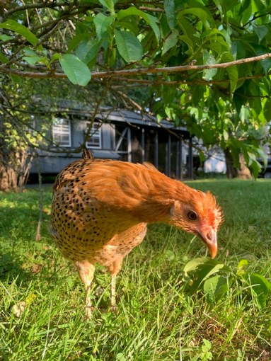 chicken summer 2019