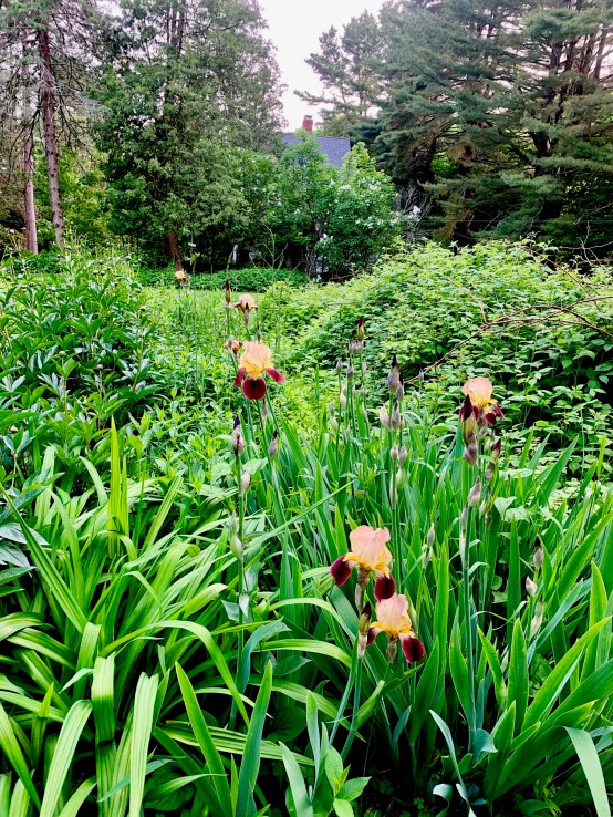 house from garden.jpg